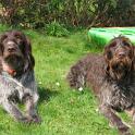 Bild 8 Cora und Chipsi